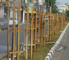 Prefeitura inicia na próxima semana plantio de 300 mudas de árvores