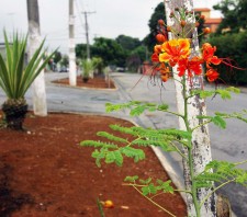 Prefeitura realiza plantio de mudas floríferas na Avenida Jaguari e Itapeti