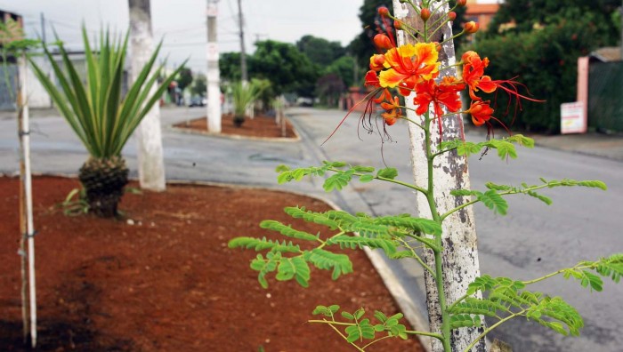 Prefeitura realiza plantio de mudas floríferas na Avenida Jaguari e Itapeti