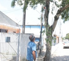 Prefeitura realiza limpeza e poda de 36 árvores na praça do Parque Maria Helena