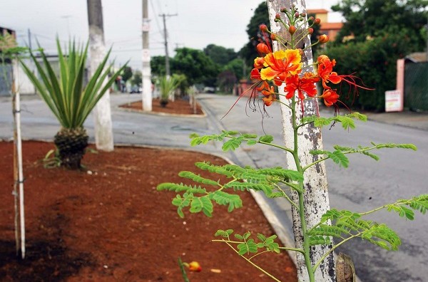 Prefeitura finaliza plantio de 160 mudas em quatro canteiros centrais na região do Boa Vista