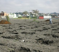 Prefeitura realiza plantio de mil mudas no Jardim Quaresmeira