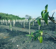 Adensamento florestal: Prefeitura finaliza plantio de mil mudas no Jardim Quaresmeira