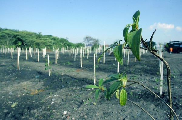 Adensamento florestal: Prefeitura finaliza plantio de mil mudas no Jardim Quaresmeira