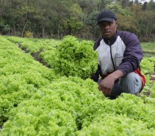 Projeto inovador leva hortas orgânicas comunitárias à entidades