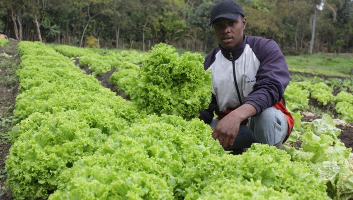 Projeto inovador leva hortas orgânicas comunitárias à entidades