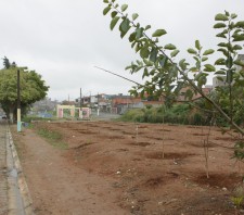 Prefeitura realiza reflorestamento do Corredor Ecológico