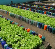 Horta Educativa é inaugurada com plantação de Pau Brasil