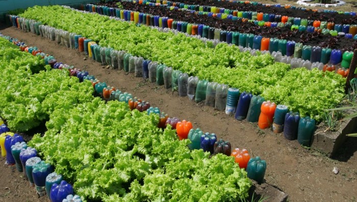 Horta Educativa é inaugurada com plantação de Pau Brasil
