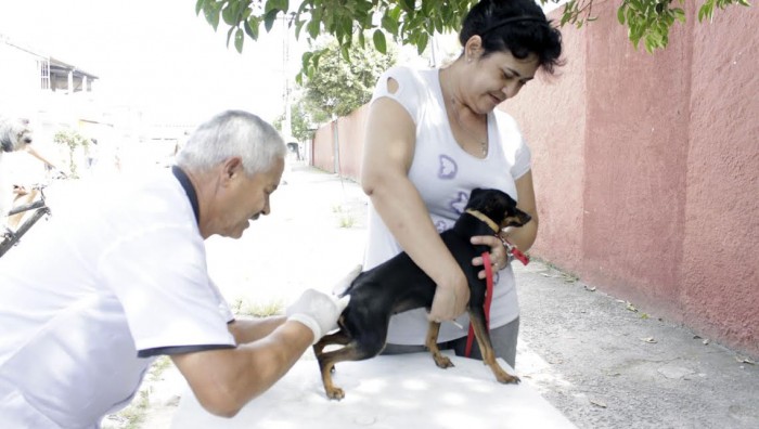 Vacinação antirrábica: Suzano vai imunizar 40 mil animais