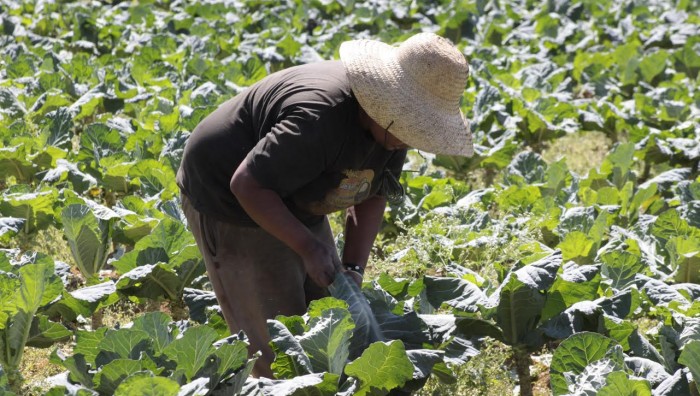 Capacitação sobre agricultura orgânica reunirá produtores rurais