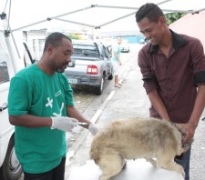 Vacinação Antirrábica imuniza 10 mil animais