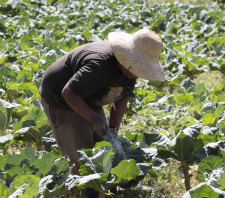 Produtores recebem auxílio para se adequar à legislação