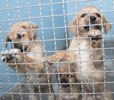 Suzano realiza feira para doação de animais nesta quinta-feira