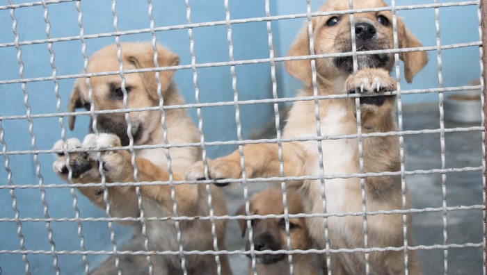 Suzano realiza feira para doação de animais nesta quinta-feira
