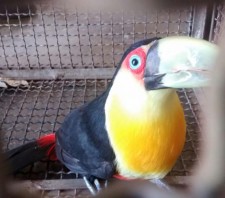 GCM de Suzano resgata tucano no Jardim dos Eucaliptos