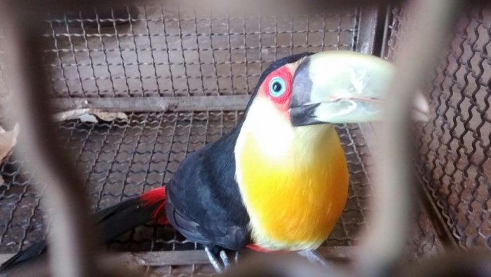 GCM de Suzano resgata tucano no Jardim dos Eucaliptos