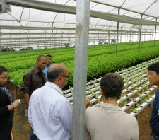 Produtores de Alagoas adquirem experiência sobre agricultura hidropônica em Suzano