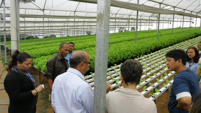 Produtores de Alagoas adquirem experiência sobre agricultura hidropônica em Suzano