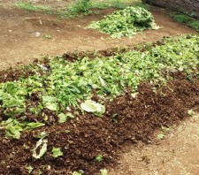 Programa municipal quer produzir 500 quilos de compostagem por dia