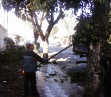 Prefeitura realiza poda de árvores no quadrilátero central