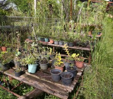 Viveiro de plantas de Suzano-SP será transformado em “espaço educador” e vai funcionar no “Max Feffer”