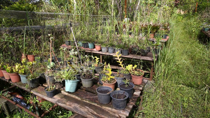 Viveiro de plantas de Suzano-SP será transformado em “espaço educador” e vai funcionar no “Max Feffer”