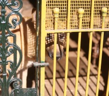 Fiscalização do Meio Ambiente flagra cão sob maus tratos no centro de Suzano