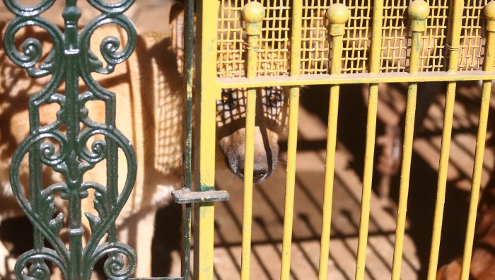 Fiscalização do Meio Ambiente flagra cão sob maus tratos no centro de Suzano