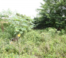 Secretário de Meio Ambiente e vereadores de Suzano-SP  vistoriam Ramal São José e propõem melhorias