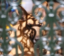 Secretaria de Meio Ambiente de Suzano-SP soluciona 42 denúncias de maus-tratos a animais