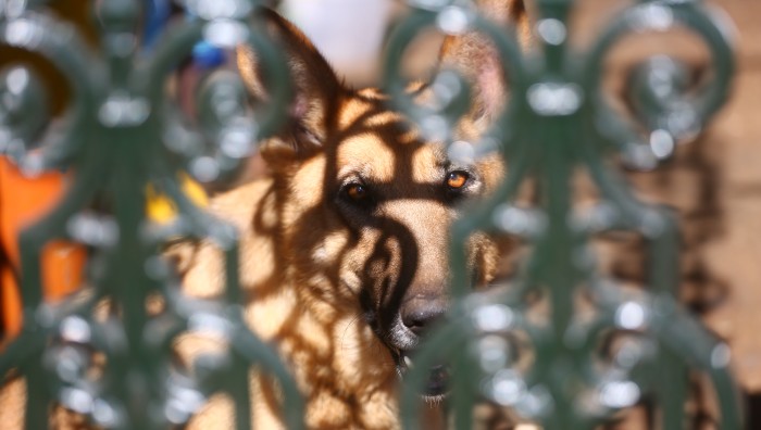 Meio Ambiente oferece serviço de emergência veterinária