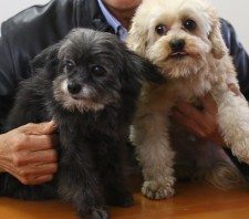 Prefeitura de Suzano-SP recebe doação de serviços para castrar cães e gatos do Canil Municipal