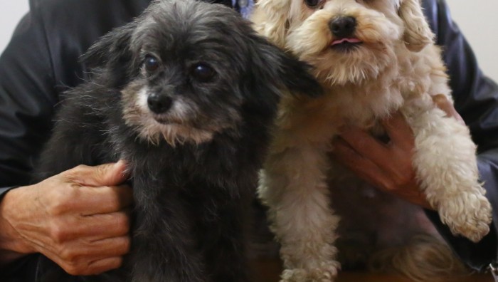 Prefeitura de Suzano-SP recebe doação de serviços para castrar cães e gatos do Canil Municipal