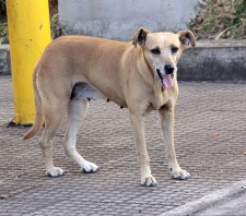 Secretaria de Meio Ambiente de Suzano-SP abre cadastro para protetores de animais