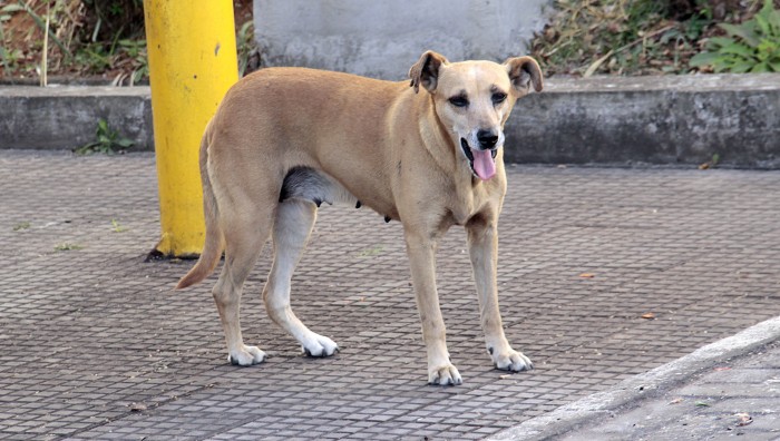 Secretaria de Meio Ambiente de Suzano-SP abre cadastro para protetores de animais