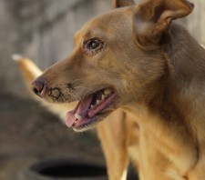 GCM de Suzano-SP resgata cão vítima de maus-tratos no Parque Palmeiras