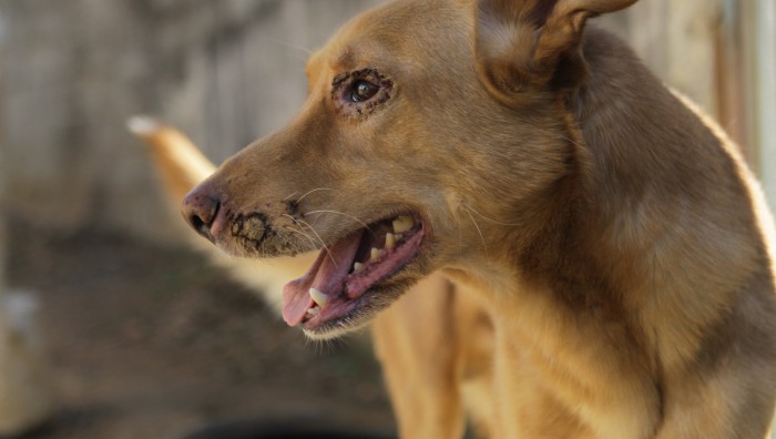 GCM de Suzano-SP resgata cão vítima de maus-tratos no Parque Palmeiras