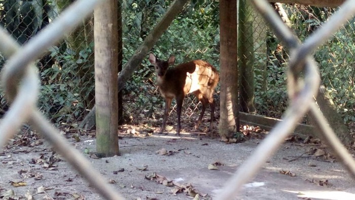 GCM de Suzano-SP resgata filhote de veado catingueiro no “Max Feffer”