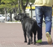 Prefeitura de Suzano-SP promove campanha de vacinação contra raiva a partir de 31 de julho