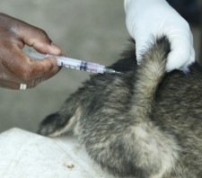 Vacinação Antirrábica imuniza mais de 27 mil animais em Suzano-SP