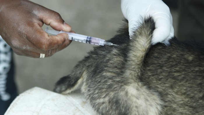 Vacinação Antirrábica imuniza mais de 27 mil animais em Suzano-SP