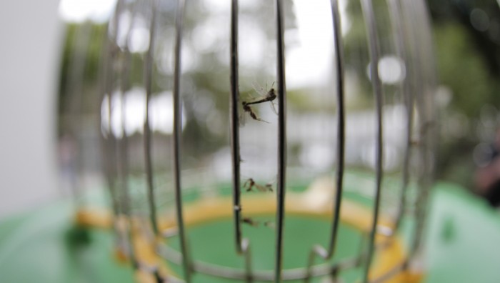 Prefeitura de Suzano-SP realiza ação para conscientizar mais de 650 alunos sobre a importância do combate ao mosquito Aedes aegypti