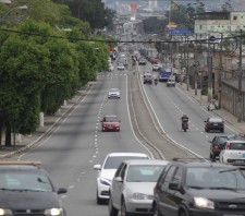Prefeitura de Suzano-SP recebe doação de 2 mil mudas de Palmeiras para paisagismo urbano