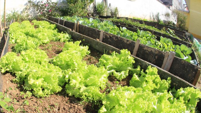 Prefeitura de Suzano implementa hortas educativas no Centro de Convivência