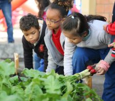Projeto Hortas Educativas atende mais de 1,5 mil crianças de escolas municipais