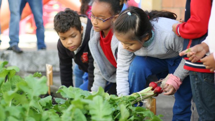 Projeto Hortas Educativas atende mais de 1,5 mil crianças de escolas municipais