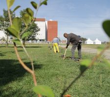Prefeitura de Suzano realiza plantio de mudas de árvores em vários pontos da cidade