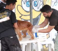 Campanha de Vacinação Antirrábica tem início e meta é imunizar 33 mil animais