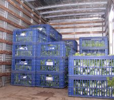 Banco de Alimentos distribui 3,7 toneladas de hortaliças para entidades em dois meses